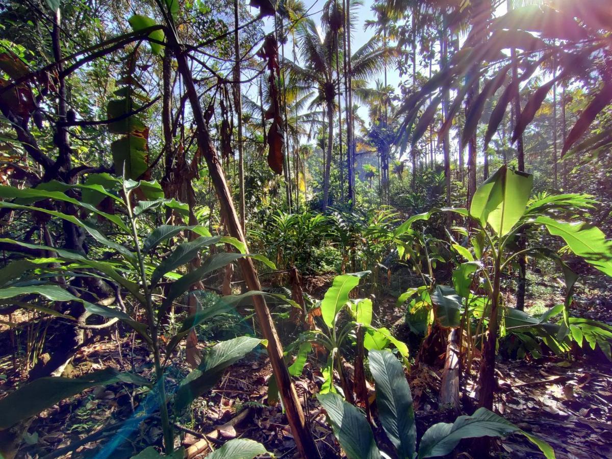 Maliyeckal Homestay Munnar Kültér fotó